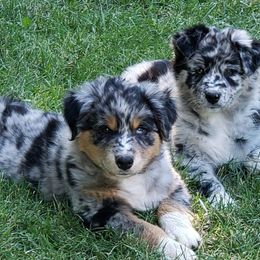 Australian Shepherds from Anny Aussies
