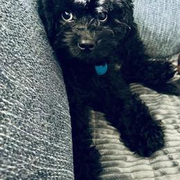 Assorted Doodle Crosses and Cavapoo Puppies from Panda Puppies
