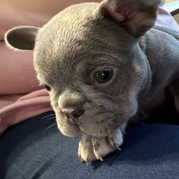 French Bulldog Puppies from Frenchiesbysouthernbell