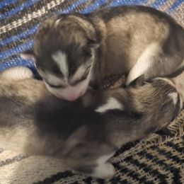 Alaskan Malamute puppies from SouthernStar Kennels
