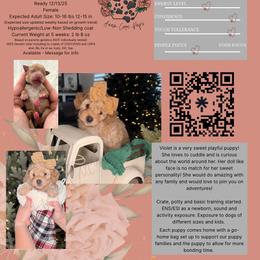 Bernedoodle, Goldendoodle, and Poodle Puppies from Anam Cara Pups