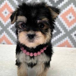 Grace SMALL - Black & tan tri-color female Morkie puppy in Monticello, Iowa from Ashley’s Puppies