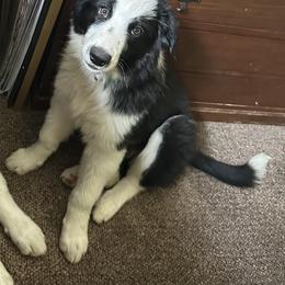 English Shepherd Puppies from Organic Heritage English Shepherds