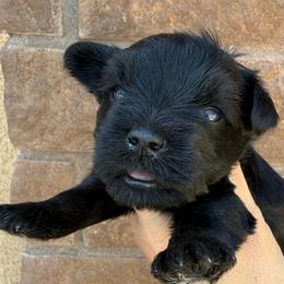 Boy 3 - Black male Miniature Schnauzer puppy in Avondale, Arizona from Campos Schnauzers