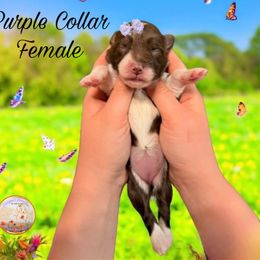 Aussiedoodle, Goldendoodle, and Poodle Puppies from Designer Doodles of South GA