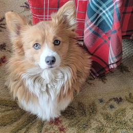 Lola - Pembroke Welsh Corgi