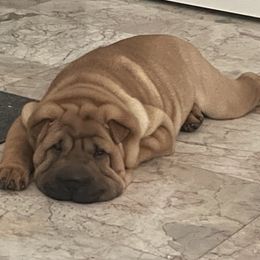 Chinese Shar-Pei Puppies from Sunspire Shar-Pei