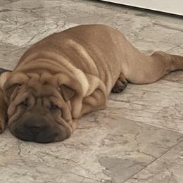 Chinese Shar-Pei Puppies from Sunspire Shar-Pei