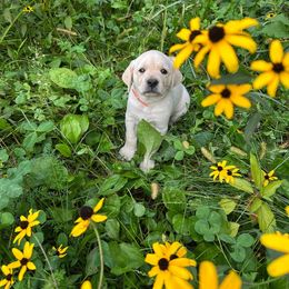 Girl 1 - female Labrador Retriever puppy in Earlham, Iowa from Family Labs