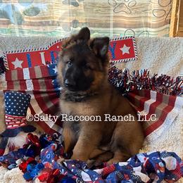 Perseus von Merryman Haus - Sable male German Shepherd puppy in Hillsboro, Indiana from Salty Raccoon Ranch German Shepherds