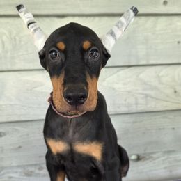 Boy 1L - Black and rust male Doberman Pinscher puppy in Vale, North Carolina from Von Katzenstein Kennel