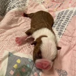 Jayden - Red male Boston Terrier puppy in Imperial, Missouri from Boston Kup Breeders