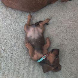 Dachshund Puppies from House of Slinkys