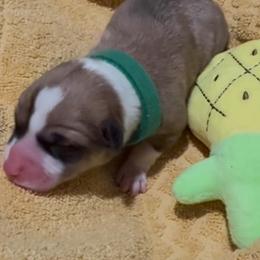 AKC Green Pineapple - Sable male Pembroke Welsh Corgi puppy in Summerfield, Florida from Promise Land Farm