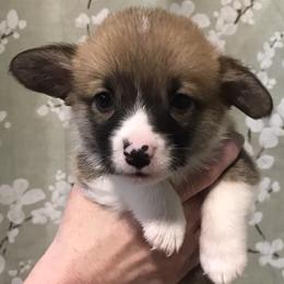 Boy 3 - Fawn male Pembroke Welsh Corgi puppy in Indian Valley, Idaho from Indian Valley Corgies