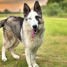 Arrow - German Shepherd