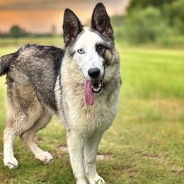 Arrow - German Shepherd