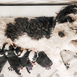 Bernedoodles from Jenson Bernedoodles