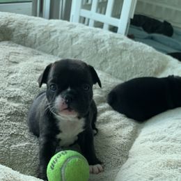 French Bulldog Puppies from Luna and London’s Puppies