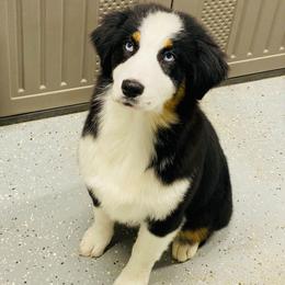 Monroe - Black tri-color female Australian Shepherd puppy in Fultonville, New York from Sandy Aussies & Pomeranians