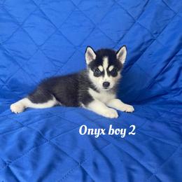 Onyx boy 2 - Black and white male Siberian Husky puppy in Ocala, Florida from Florida Husky Puppies