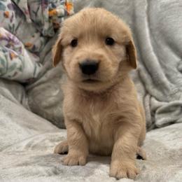 Cindy Lou Who: Purple - Golden female Golden Retriever puppy in Monterey, Tennessee from Lawson’s Green Acres Goldens and Mini Dachshunds