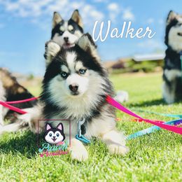 Walker  - Pomsky