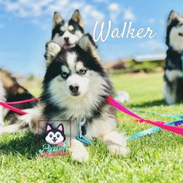 Walker  - Pomsky