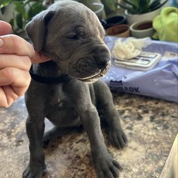 Black - Blue male Great Dane puppy in Plano, Texas from Blue Thunder Danes
