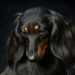 Yenesei - Dachshund
