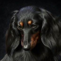 Yenesei - Dachshund