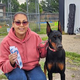 Themis - Doberman Pinscher