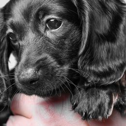 Dachshunds from Chocolat &  Créme doxies
