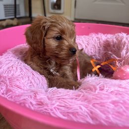 Cavalier King Charles Spaniel and Cavapoo Puppies from PJE Cavs and Poos