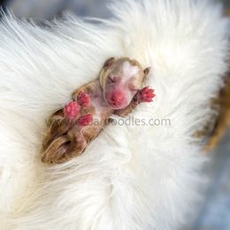 Burgandy Male - Red  male Goldendoodle puppy in Cedar City, Utah from Cedar Doodles- Home of the Teddybear Goldendoodle