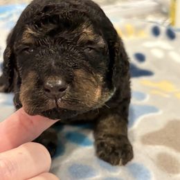 Goldendoodle and Poodle Puppies from Southern Stroll Poodles & Doodles