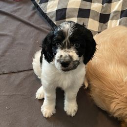 Goldendoodle Puppies from BB Doodles