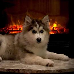 Charming - Pomsky
