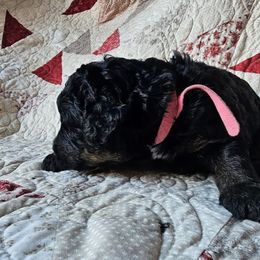 Bernedoodle Puppies from Joyful Pastures Homestead