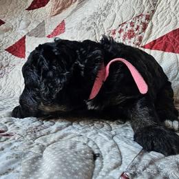 Bernedoodle Puppies from Joyful Pastures Homestead