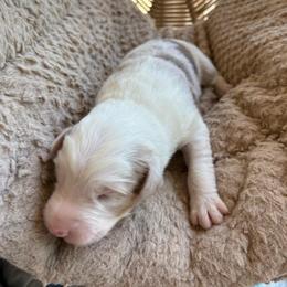 Alamo - Red merle male Australian Shepherd puppy in Grants Pass, Oregon from Carmel Mountain Aussies