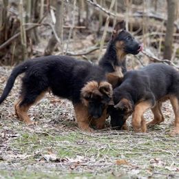 German Shepherd Puppies from Westhaus K9