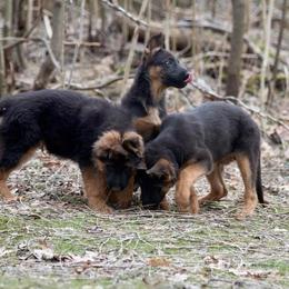 German Shepherd Puppies from Westhaus K9
