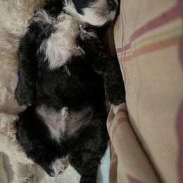 Poodle Puppies from Amanda Winrotte