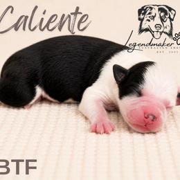 Caliente - Black tri female Toy Australian Shepherd puppy in Leitchfield, Kentucky from Legendmaker MAS