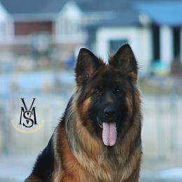 Gerald - Black and red male German Shepherd puppy in Herriman, Utah from VMS Shepherds