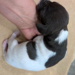 Liver Girl 8759 - Liver and white female German Shorthaired Pointer puppy in Spring Hope, North Carolina from Hogan’s Lowrider Hounds