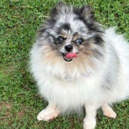 AKC Avery - Pomeranian