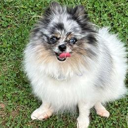 AKC Avery - Pomeranian