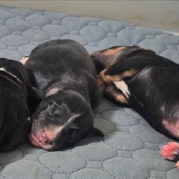 Vesper-grey collar - Black tri-color female Australian Shepherd puppy in Salem, Oregon from Steady Aim Aussies